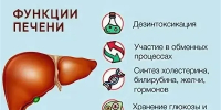 Врачи Хакасии о функциях печени и её роли в организме - Минздрав Республики Хакасия