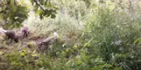 В Башкирии в фотоловушку попали игры барсучат - Башинформ