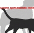 Требования и правила по содержанию домашних животных. - Звериноголовский муниципальный округ