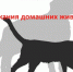 ПАМЯТКА  о  требованиях и правилах по содержанию домашних животных. - Куртамышский муниципальный округ
