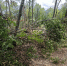 Последствия урагана в Верхне‑Сочинском участковом лесничестве, работа по ликвидации и важное предупреждение - Сочинский национальный парк