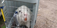 «Чуть больше кошки»: в Ивановской области белую нутрию нашли под балконами Центра восстановительной медицины - Сетевое издание Ивановские новости