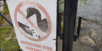 Почему запрещено кормить птиц на Семёновском озере? - SeverPost.ru
