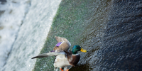 Фото: ПАИ - InformPskov.Ru