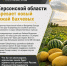Новый урожай дынь и арбузов созревает на Херсонщине - Представительство Херсонской области в Республике Крым