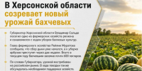 Новый урожай дынь и арбузов созревает на Херсонщине - Представительство Херсонской области в Республике Крым