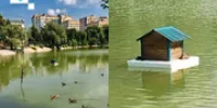 Уфимка через соцсети добилась улучшения жилусловий для уток в парке Якутова - Башинформ