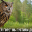 На «Галичьей горе» выпустили ещё двух краснокнижных филинов - Газета Задонская правда