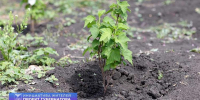 Для вкусного урожая. Белгородка оборудовала теплицу благодаря соцконтракту - БелПресса