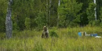 Лесные инспекторы заметили медведя у пасеки в Башкирии - Башинформ