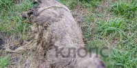 Им сверху видно всё: под Неманом семья белохвостых орланов напала на стадо овец (фото)   - Новости Калининграда | Фото: «Клопс» - Klops.Ru
