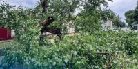 В Людинове ветер повалил дерево на проезжую часть - Калужский перекрёсток