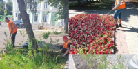 В Курске озеленители пропалывают и поливают цветники в трёх округах - Курская правда
