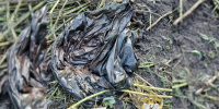 Закопанный труп в мешке нашли полицейские в Нижегородской области - НИА Нижний Новгород