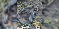 Пенсионер в Нижнем Новгороде зарезал соседа и закопал его в своем огороде - M24.Ru