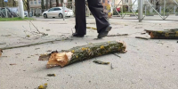 Тульские сухостои не выдержали порывов ветра - ГТРК
