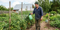 Пшикнул аптечную настойку на листья — и фитофтора даже не появилась: помидоры дозрели до последнего - Pro Город Ухта
