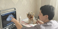Ветврач из Тальменки открыла своё дело при поддержке государства - Минсоцзащиты Алтайского края