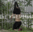Труп мужчины повис на заборе в Хабаровске - Gubernia.Com