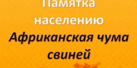 Памятка для населения (Африканская чума свиней) - Калтанский городской округ