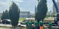 В Новосибирске высадили высокие ели на Аллее Памяти - Gorsite.Ru