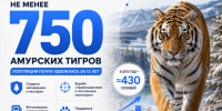 Минобрнауки: До 750 особей выросла численность амурских тигров в России - Газета Краснодарские известия