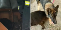 В Астрахани огнеборцы и горожане спасали собак из пожара - Bloknot-Astrakhan.Ru
