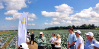 «Кубань Кредит» принял участие в Дне овощных культур - Югополис