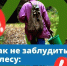 Отправляясь в лес:. - Тотемский муниципальный округ