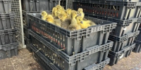 В Башкирии экспорт сельхозптицы за год вырос на четверть - Аургазинский вестник