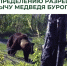 Опубликован протокол результатов жеребьёвки по распределению разрешений на добычу медведя бурого - Госохотдепартамент Тюменской области