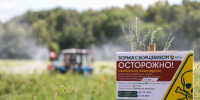 В Подмосковье начали уничтожать борщевик на частных участках с последующим взысканием затрат - Вести Подмосковья