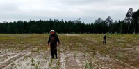 Завершены полевые обследования объектов лесовосстановления на территории соседнего региона - Рослесозащита Курганской области