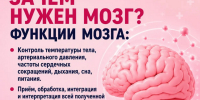 15 интересных фактов о мозге: - Газета Кизилюртовские вести