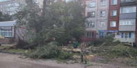 В Барнауле продолжается уборка поваленных деревьев после шторма - Администрация г. Барнаул