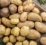 Картофель стал лидером по снижению цен среди социально значимых продуктов - Кубанские Новости