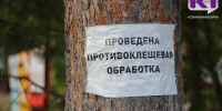 В Коми за неделю к врачам из‑за укусов клещей обратились 44 человека - ИА Комиинформ
