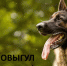Самовыгул животных опасен. - Лебяжьевский муниципальный округ