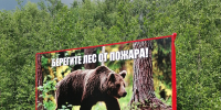 Cтартует реализация контракта по охране и воспроизводству лесов в рамках нацпроекта «Экология» - Департамент лесного хозяйства