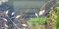 Река в станице Динской, где вырос губернатор Кубани, превратилась в зловонное болото с мертвой рыбой - LiveKuban.Ru