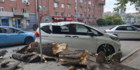 «Я могла оказаться под ним»: в центре Новосибирска дерево рухнуло на авто - Precedent.TV