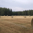 В Княжпогостском округе в самом разгаре кормозаготовительная кампания - Газета Княжпогостские вести