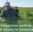 В Зерноградском районе прошла акция по уничтожению дикорастущей конопли - Зерноградский район