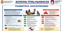 Владельцам домашней птицы в Кашире напомнили о мерах защиты от опасных инфекций - Администрация г.о. Кашира