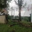 В Багратионовске возбудили уголовное дело после гибели рабочего при опиливании деревьев - NewKaliningrad.Ru