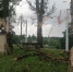 В Багратионовске возбуждено дело о гибели рабочего при опиловке деревьев в парке - KaliningradToday.Ru