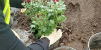 За окном то пасмурно, то дожди, но это не значит, что прекращается работа по озеленению родного Курска. - Город Курск