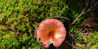 Фото: ПАИ - InformPskov.Ru