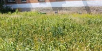В Волгодонске двор на Советской утопает в зарослях амброзии - DonDay-Volgodonsk.Ru