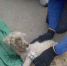 Пуделя живым достали из-под завалов спустя месяц после страшного землетрясения в Венесуэле - Югополис